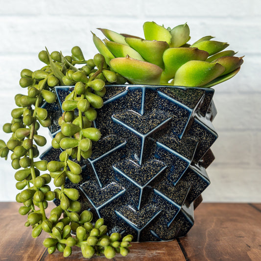 'Blue Teadust' Medium Cubes Planter